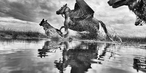 Fotografia documental de animais correndo